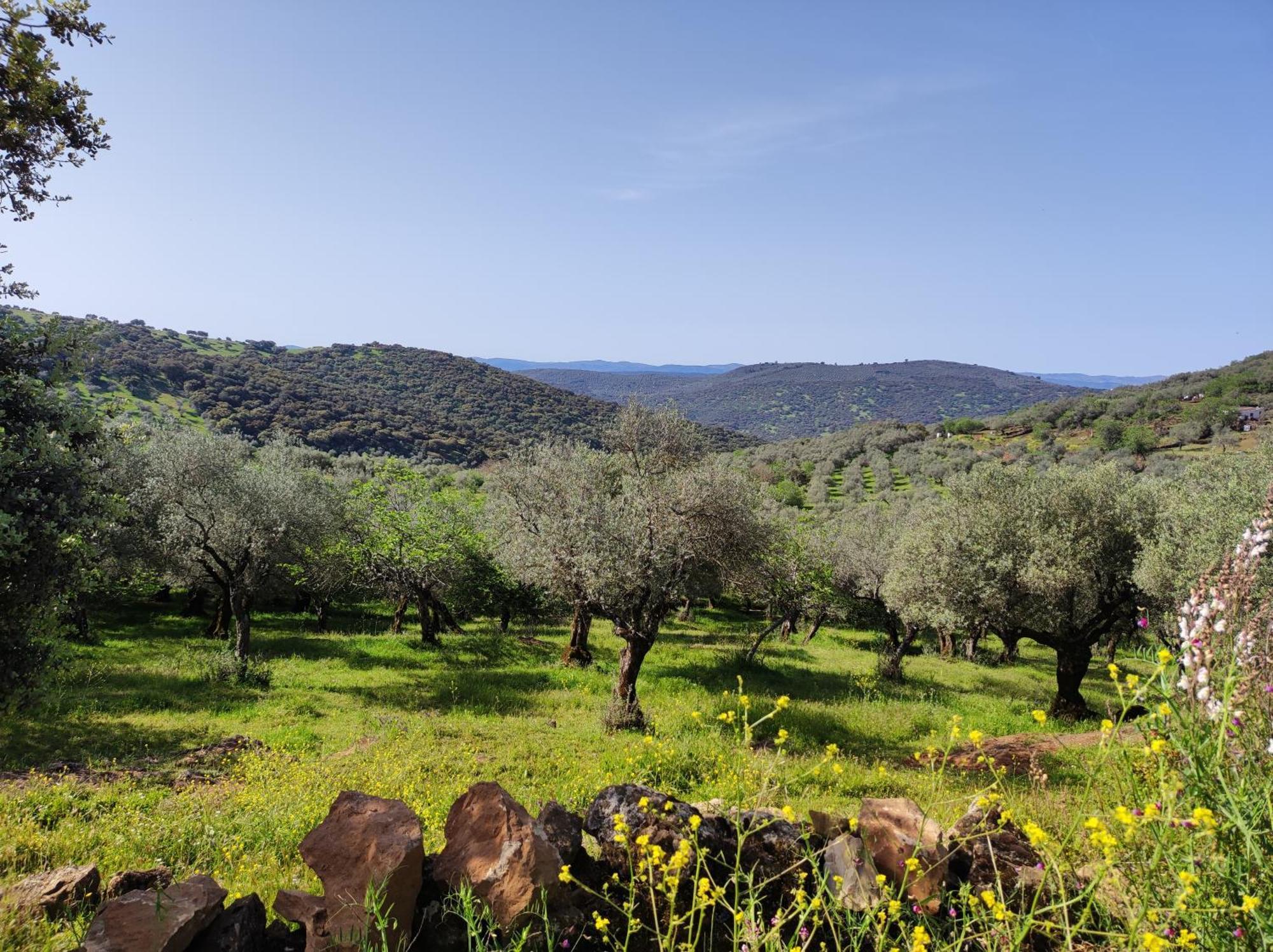 La Martela De Fuentes Casa De Diseno Rural Villa Fuentes de León Dış mekan fotoğraf